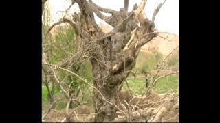 کشمون نسر خانیک ۱۳۸۷
