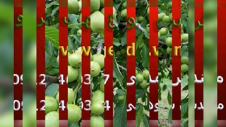 خرید انواع نهال گردو سال 1400 از نهالستان اصیل گردو (www.gerdo.win)