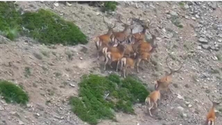 فیلمی مبهوت کننده از مرال های زیبای مازندران