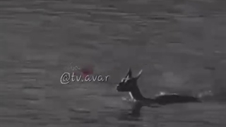 جواب ناشناسا