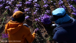 نحوه کاشت زعفران