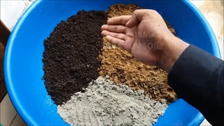 آموزش پرورش گل در آپارتمان
