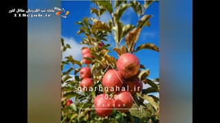 نهالستان غرب نهال در میاندوآب