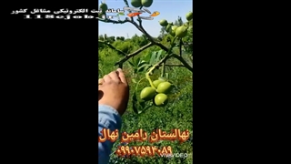 نهالستان رامین نهال در میاندوآب
