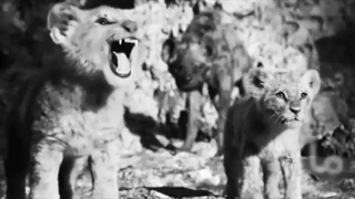 ما پشتمان گرم است به