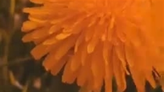 ویدیو خام ادیت