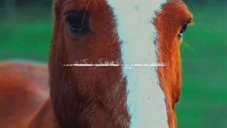 واقع بین باش