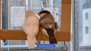 زخم در فنچ ها