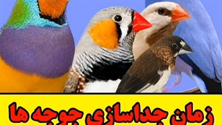 زمان جداسازی جوجه ها