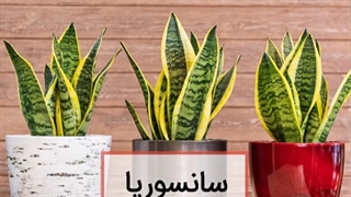 گیاهان تصفیه کننده هوا