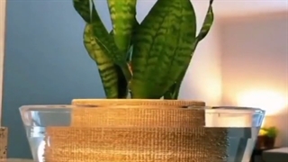 آبیاری گیاه