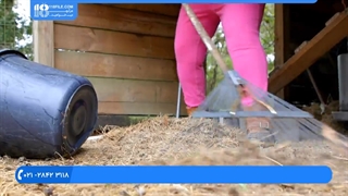 بیماری نیوکاسل در مرغ / علائم و روش های درمان آن