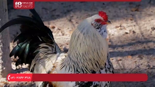 آشنایی با عواملی که باعث قطع تخمگذاری مرغ میشود