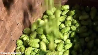 همه چیز درباره گیاه رازک