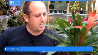 فیلم پرورش گل و گیاه | کاشت گل | گیاهان زینتی (تعویض گلدان گیاه گازمانیا)