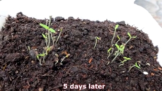 پرورش گوجه فرنگی در بطری