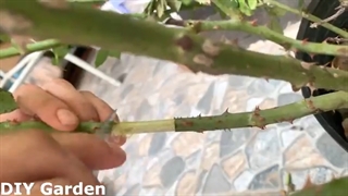 تکثیر گل رز با سیب زمینی