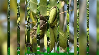 خرید انواع نهال گردو (www.gerdo.pro)