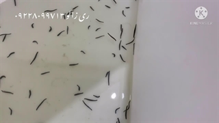 زالوی طبی ۷-۵ سانت