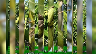 خرید نهال گردو خوشه ای اسرائیلی -چندلر و ارقام دیرگل و زودبازده(www.gerdo.pro)