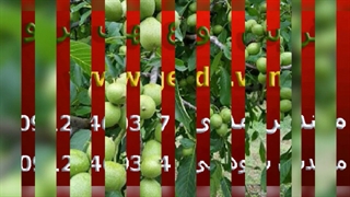 خرید تمامی ارقام نهال گردو بدون واسطه (www.gerdo.win)