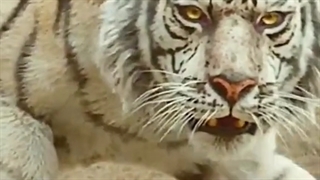 جذابیت حیوانات!