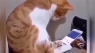 عکس العملش وقتی بعد یسال عکس صاحبش که مرده رو دیده:)