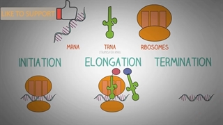 DNA Translation Made Easy