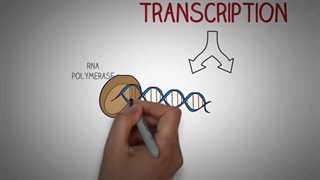 Transcription Made Easy- From DNA to RNA (2019)