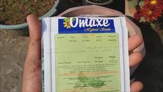 آموزش پرورش کاهو در منزل
