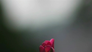 بیوگرافی تصور کن ( فرشته ی شیطان )