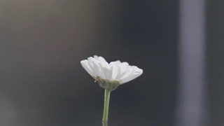 قسمت11سریال چینی  Legend of Feiافسانه فی با زیرنویس فارسی چسبیده(wang yibo)