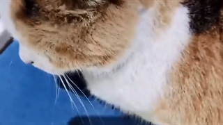 on twt {방탄소년단}♡..+کپ