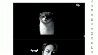 ورژن گربه‌ای باترXD