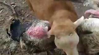 گوسفند بی اعصاب