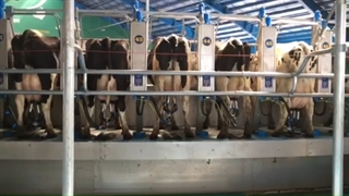 دستگاه شیردوش عملیات دوشش گاوها _ روان شیردوش