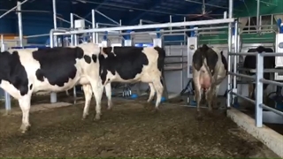 خروج دامها از دستگاه شیردوش روتاری _ روان شیردوش