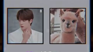 حیوان مورد علاقع اعضا