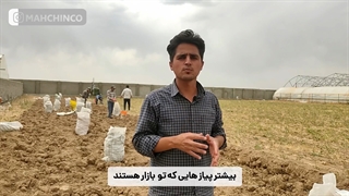 نکات مهم خرید پیاز زعفران