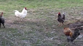 4 نوع جنگ خروس ها