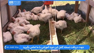 آموزش پرورش مرغ بومی|پرورش جوجه محلی|نگهداری مرغ(غربالگری تخم های نطفه دار)