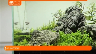 نحوه ساخت آکواریوم گیاهی|اکواریوم پلنت|ماهی زینتی(نحوه مراقبت از آب آکواریوم)