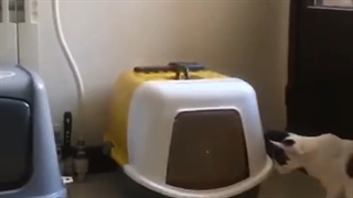 دارسی و تامی