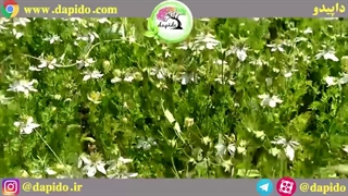 گل دهی مزرعه سیاه دانه داپیدو خرداد1400