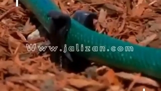 وسیله جالب برای آبیاری