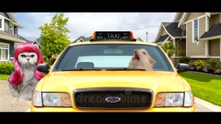 The Weeknd - Save Your Tears - Cat Cover گربه خواننده