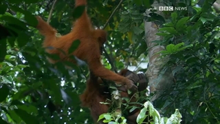 سیاره زمین از فضا ؛ 2019 ؛ فصل 1 ؛ قسمت 4