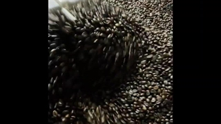 پخش عمده قهوه