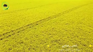 تاثیر گل و گیاه در دوری از غم و اندوه 2