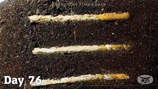 تایم لپس جالب از تجزیه سیگار در خاک به مدت یک سال